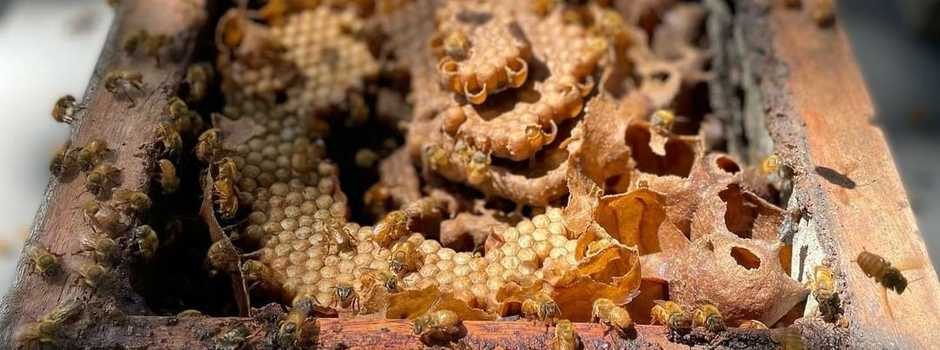 Mel de abelhas sem ferrão