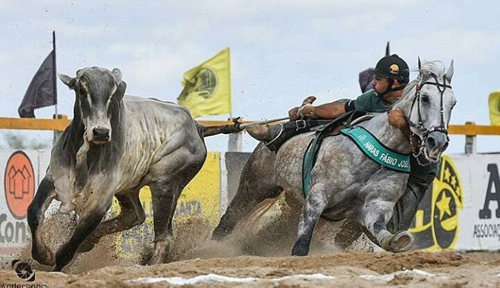 Ele é um ícone vivo de um dos esportes mais emblemáticos do país, que une técnica, paixão e uma conexão única entre homem, cavalo e a herança cultural que envolve ambos.