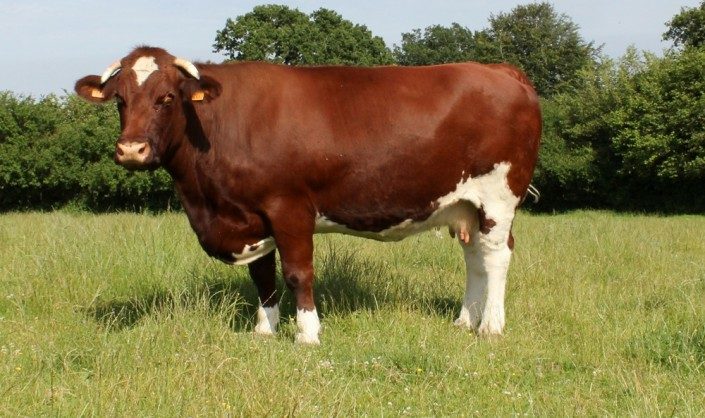 Maine Anjou: A raça Francesa que está conquistando o Brasil