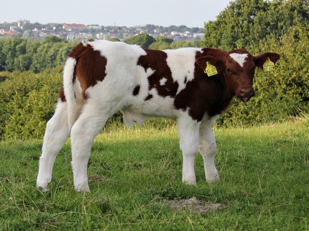 Maine Anjou: A raça Francesa que está conquistando o Brasil