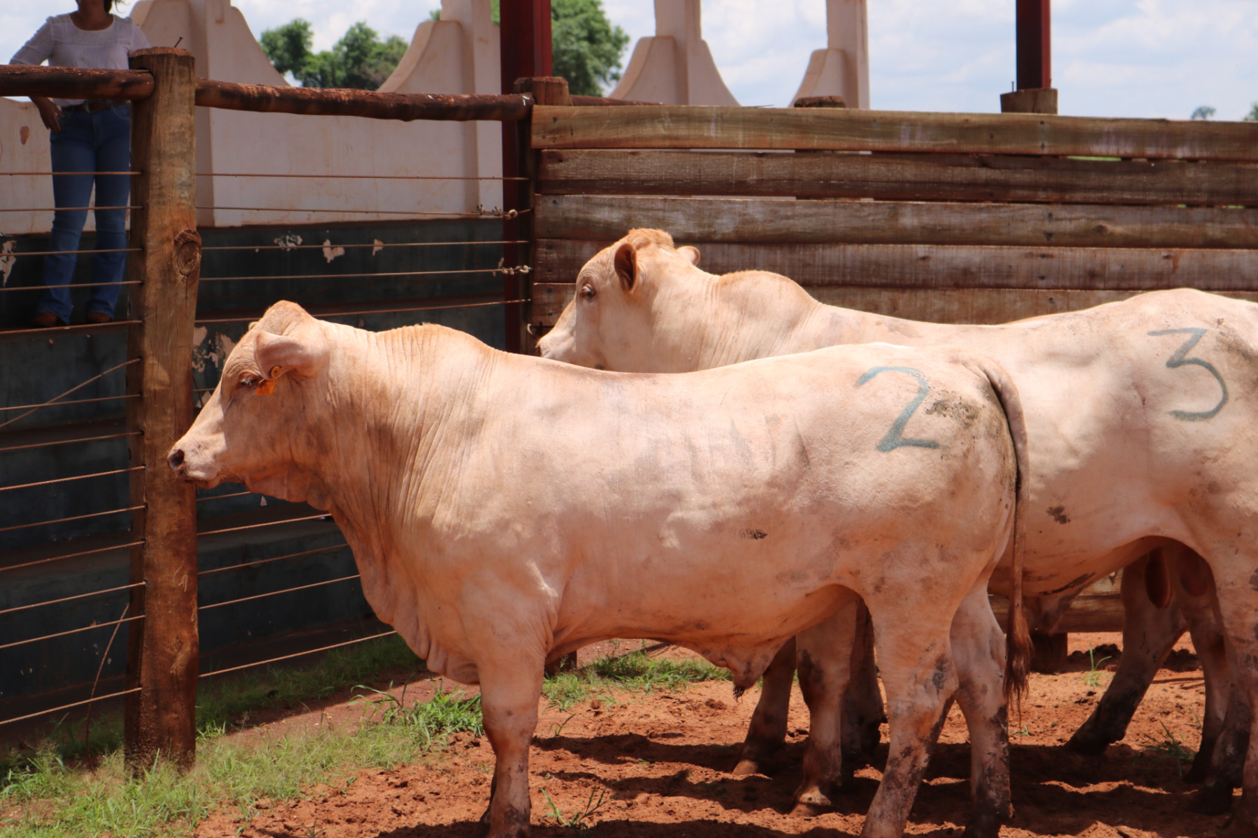 machos da raca canchim campeoes de desempenho 2024 2