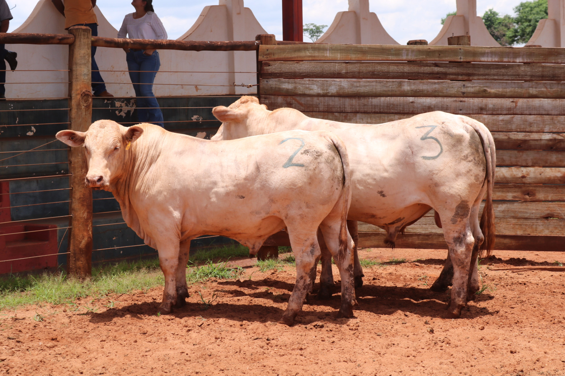 machos da raca canchim campeoes de desempenho 2024