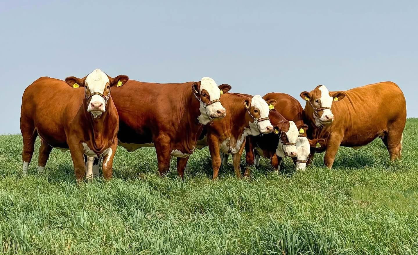 matrizes da raca simental - fazenda sonho e realidade