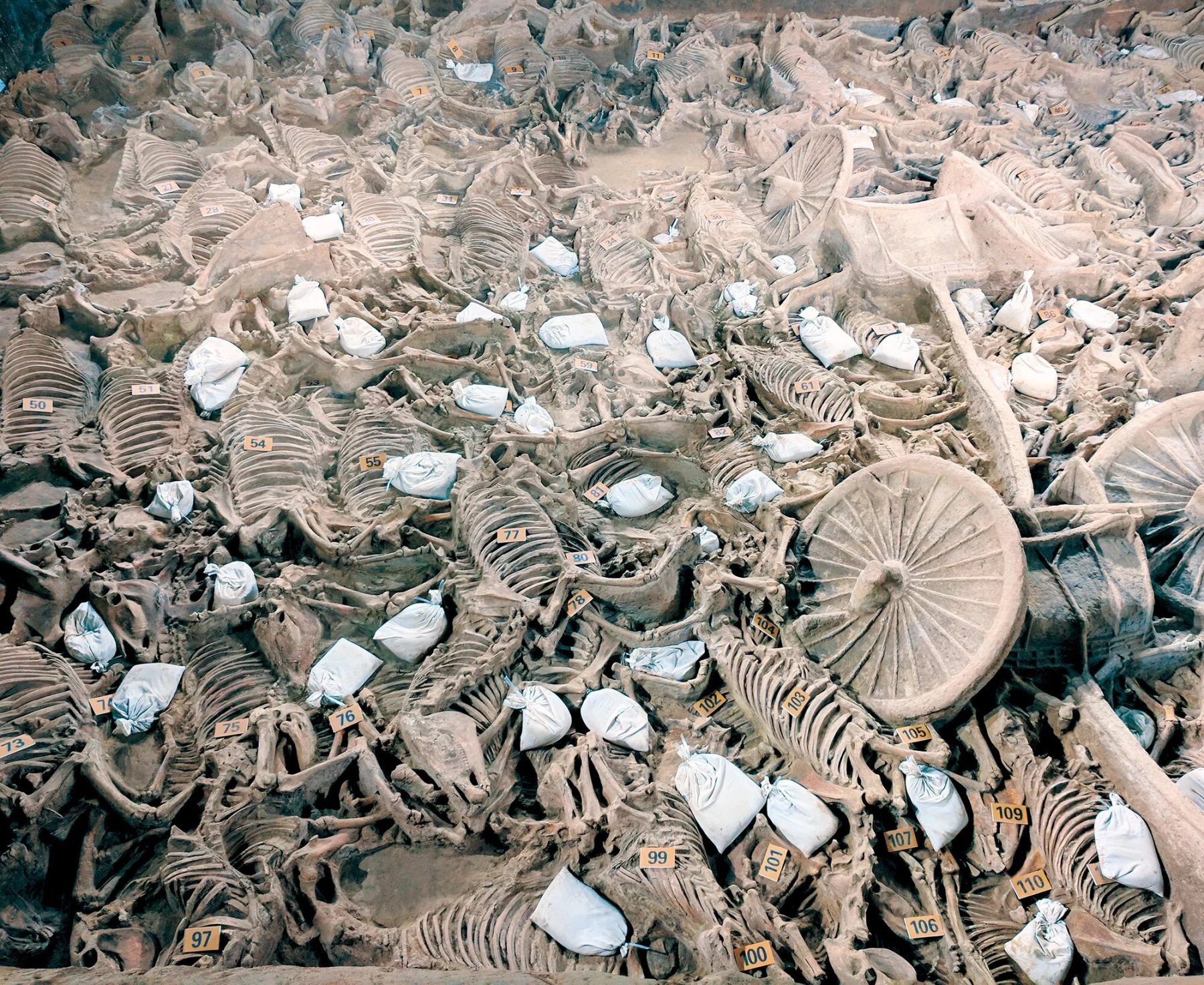 domesticação dos cavalos