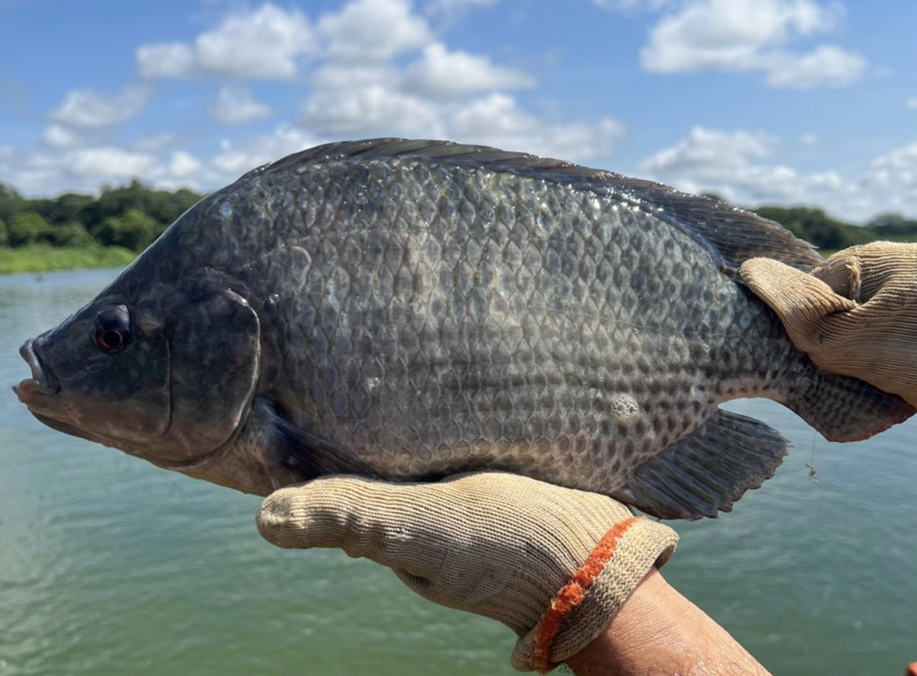 De picolé a tratamento de queimaduras: por que a piscicultura é o investimento da década