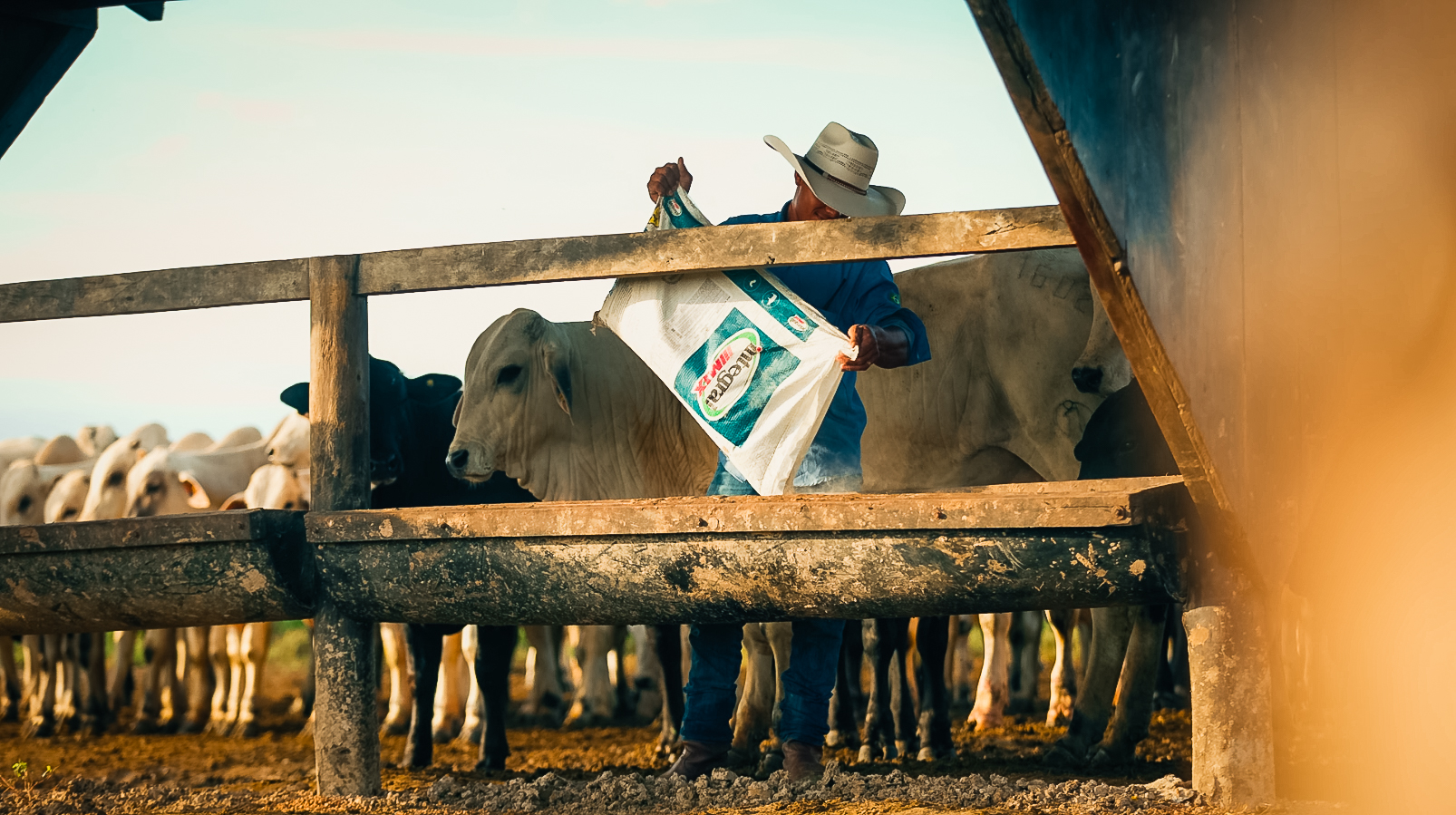 vaqueiro salgando o cocho com nutricao da integral mix