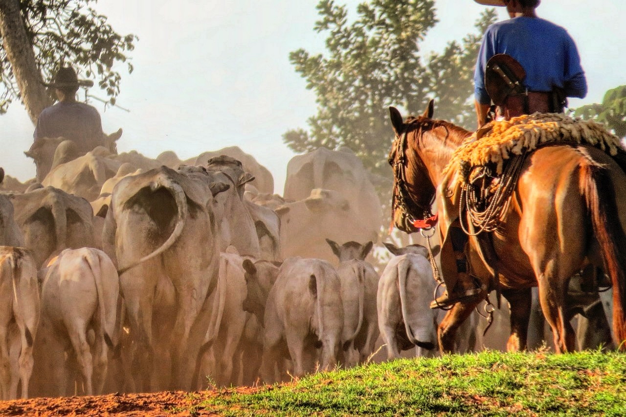 Pecuaristas pedem revogação da lei que taxa exportação no Pará