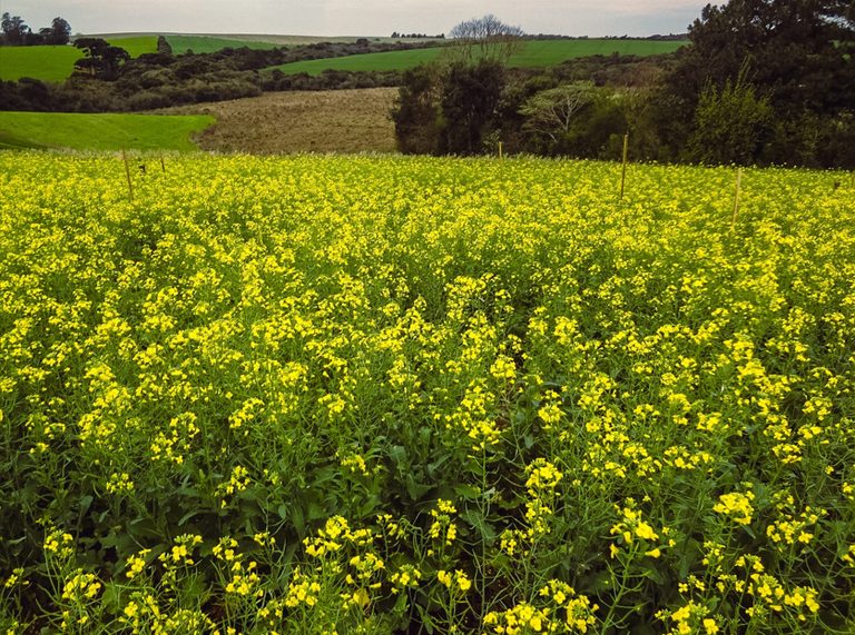 Canola mais que dobra área no RS e avança como alternativa de matéria-prima