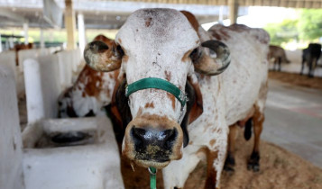 Proteja seu rebanho do estresse térmico: evite prejuízos na produção leiteira com estratégias eficazes