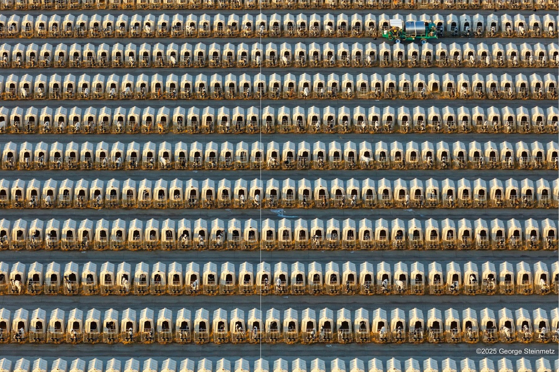 Mega fazenda leiteira abriga 3.300 bezerros em casas individuais; Vídeo