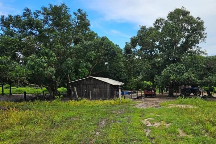 disputa de 800 cabeças de gado