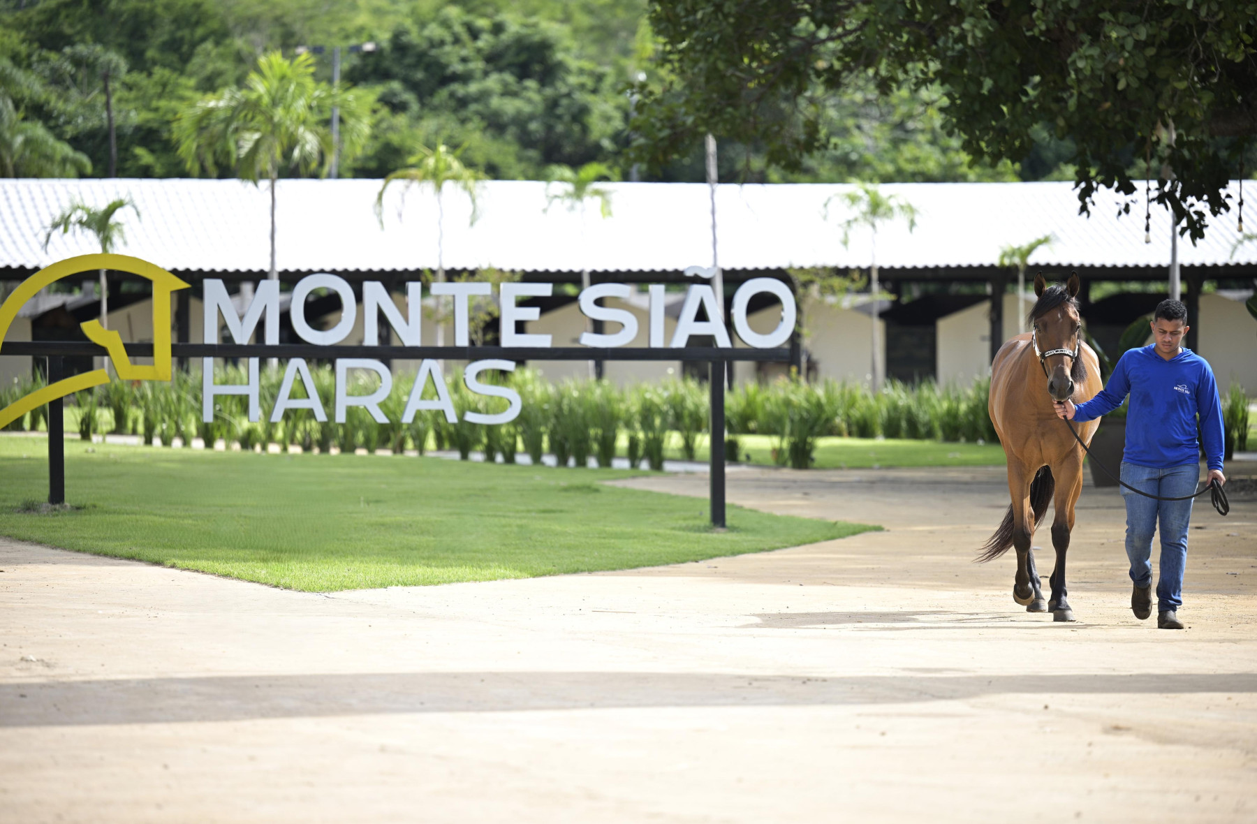 Monte Siao Haras - Quem é o dono do lendário Inferno 66, o cavalo Quarto de Milha de R$ 160 milhões?