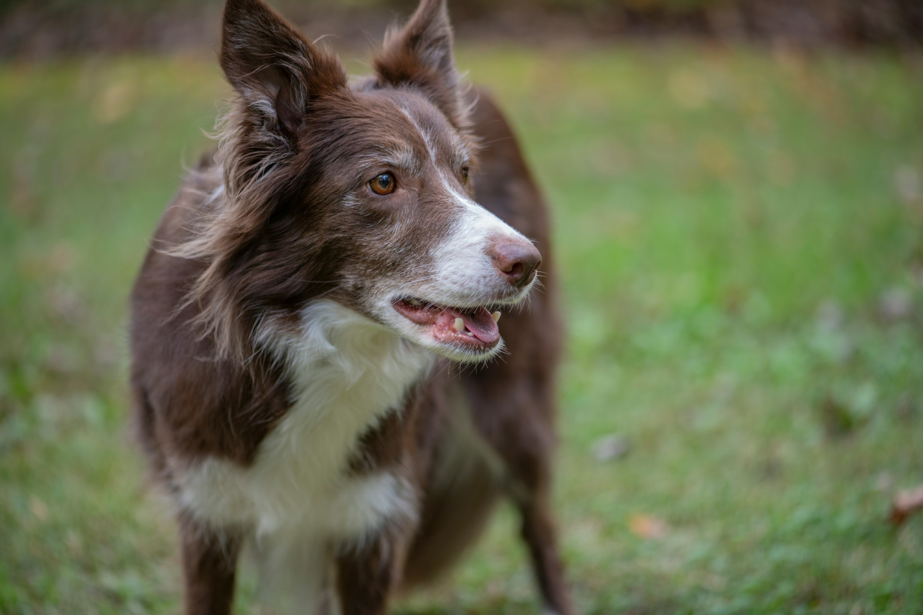 Raca de cachorros border collie marron