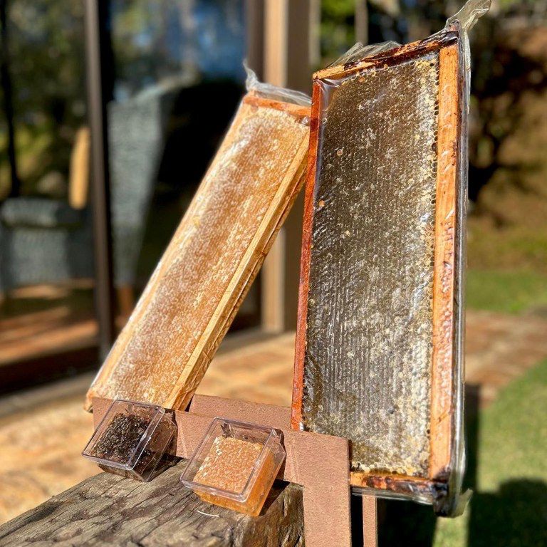 Mel de abelhas nativas de Atibaia poderá ser comercializado em todo o país