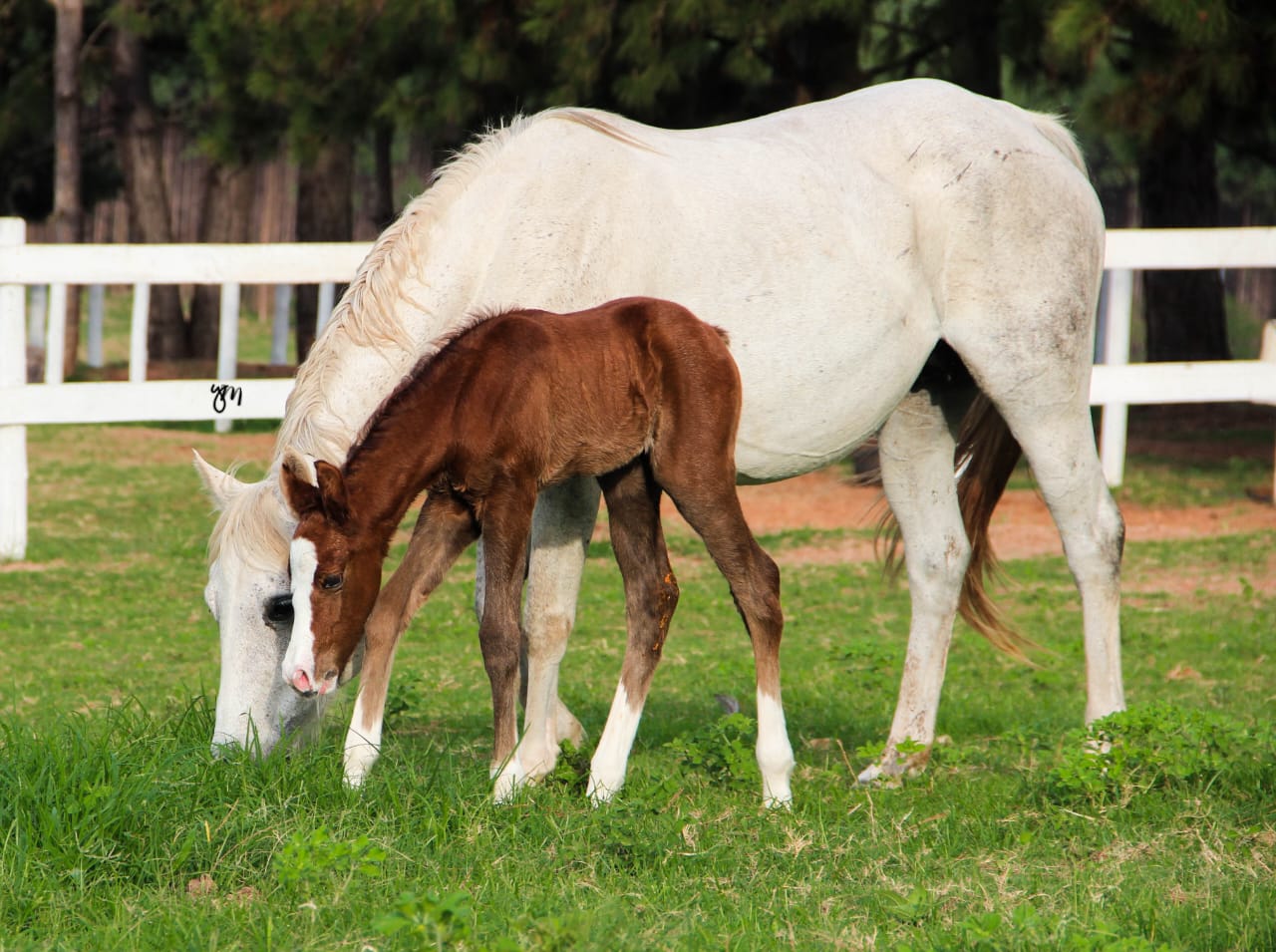 Quais os principais cuidados com os potros?