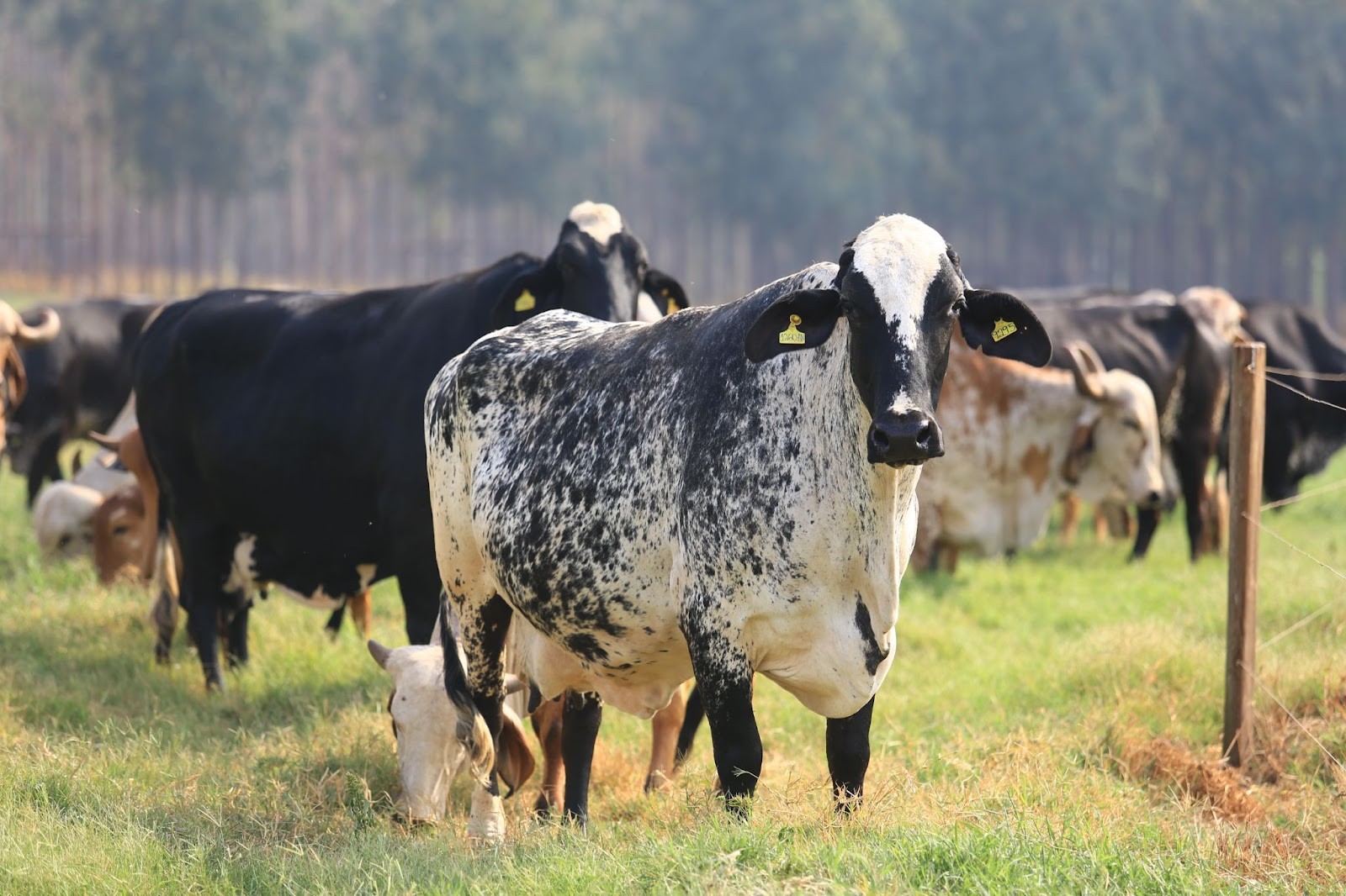 associacaogirolando vaca girolando