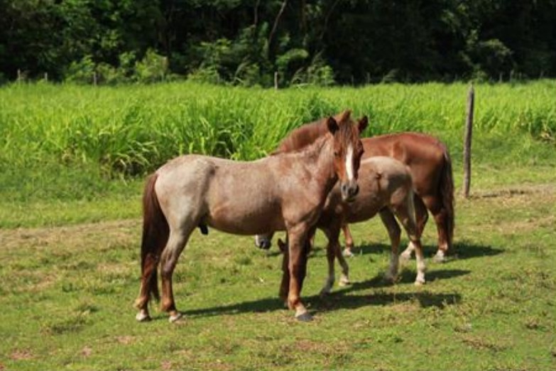 Com origem na Ilha de Marajó, no Pará, a raça Puruca combina características únicas de temperamento, resistência e versatilidade, mas enfrenta desafios para sua preservação.