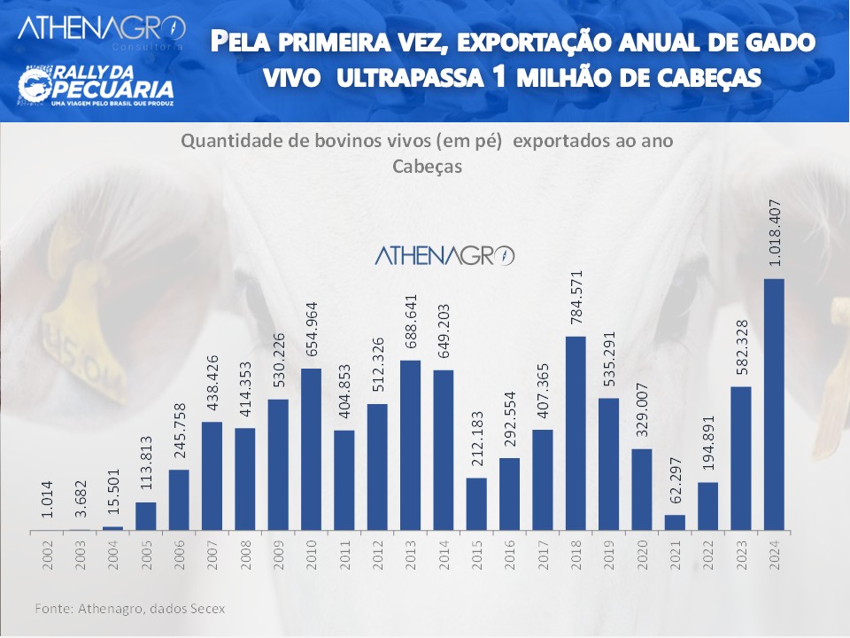 exportacao de gado vivo pelo brasil em 2024