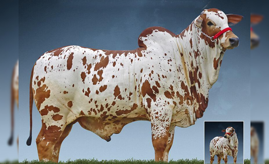 garrote nelore pintado de vermelho - Druso da CA