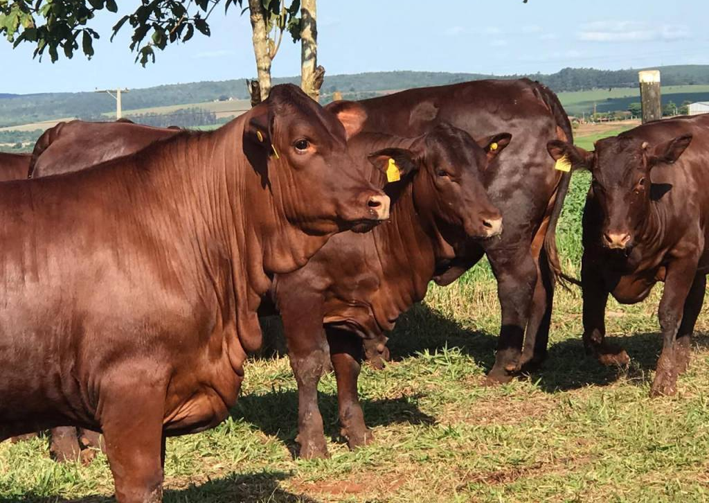 garrotes da raca santa gertrudis fotao