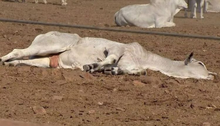 Botulismo bovino: O que você precisa saber sobre suas cusas, sintomas e tratamentos