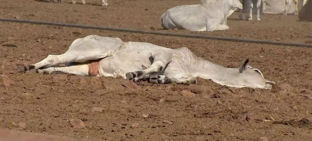 Botulismo bovino: O que você precisa saber sobre suas cusas, sintomas e tratamentos