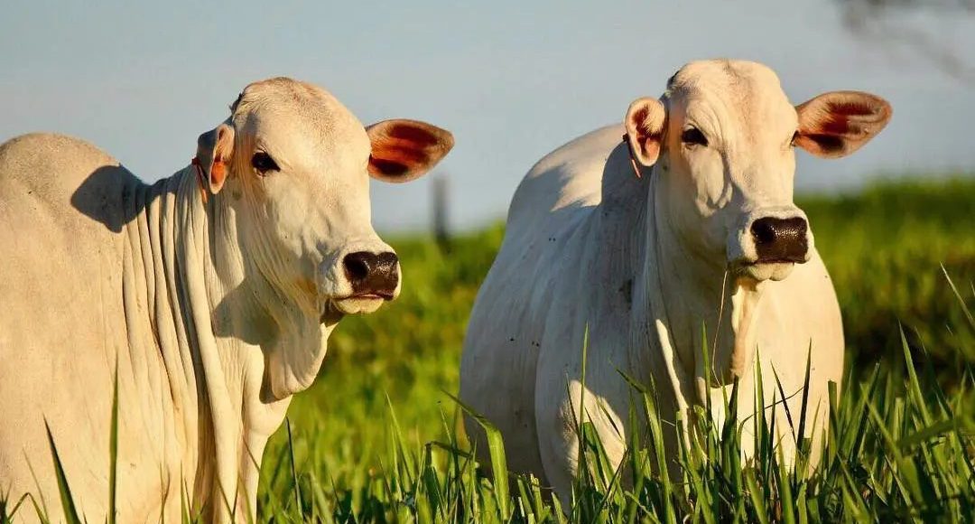 Engorda em 60 dias com menos de 3kg de suplemento proteico por animal/dia no cocho