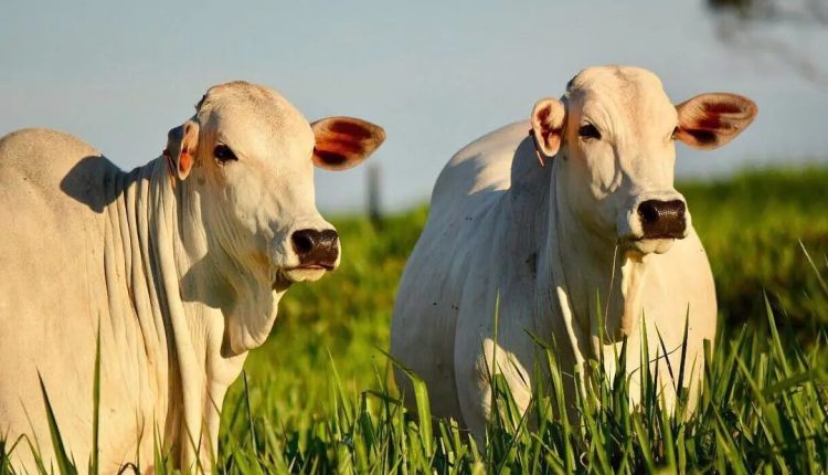 Engorda em 60 dias com menos de 3kg de suplemento proteico por animal/dia no cocho