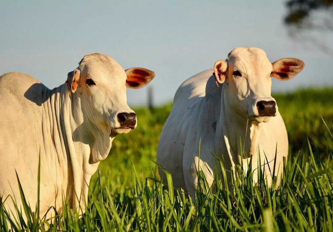 Engorda em 60 dias com menos de 3kg de suplemento proteico por animal/dia no cocho