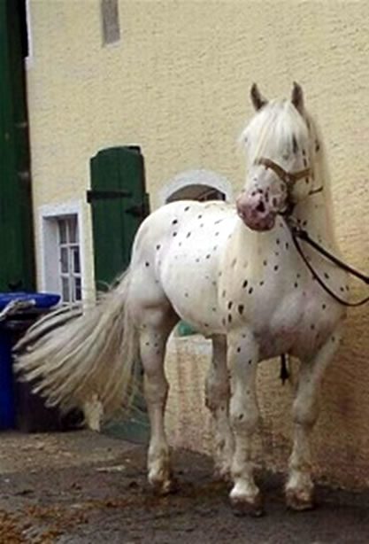 Conheça o Noriker: O cavalo que exala força e beleza