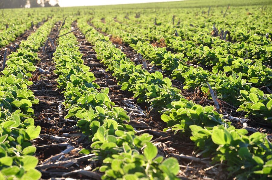 Fatores que devem fazer esta safra a maior da história