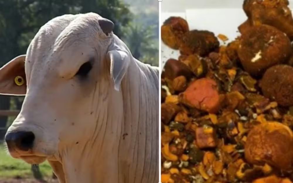 Funcionário de frigorífico rouba pedra de fel avaliada em R$ 13.500,00; veja