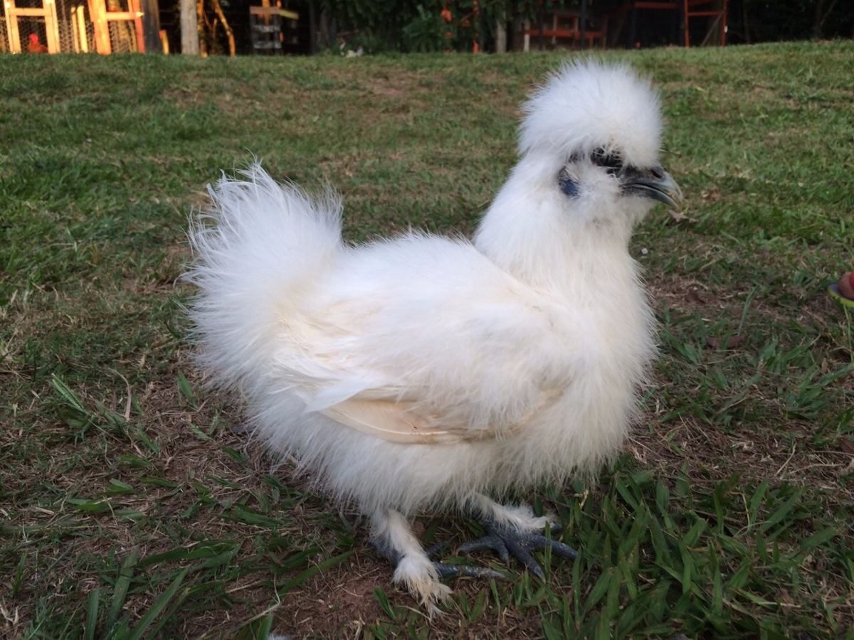 Conheça a galinha Sedosa que tem "pelos de gato"