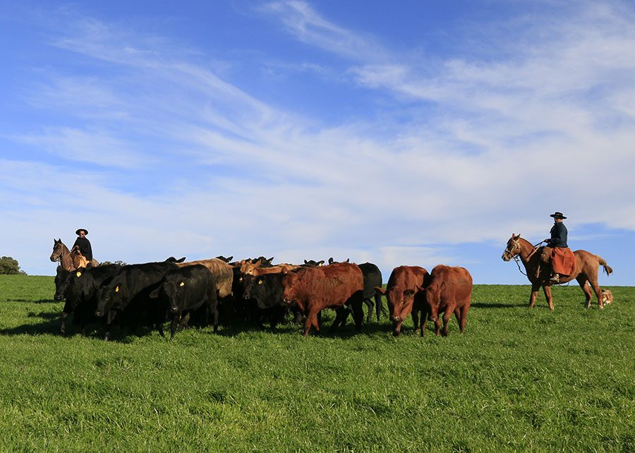 impressão digital da carne gaúcha