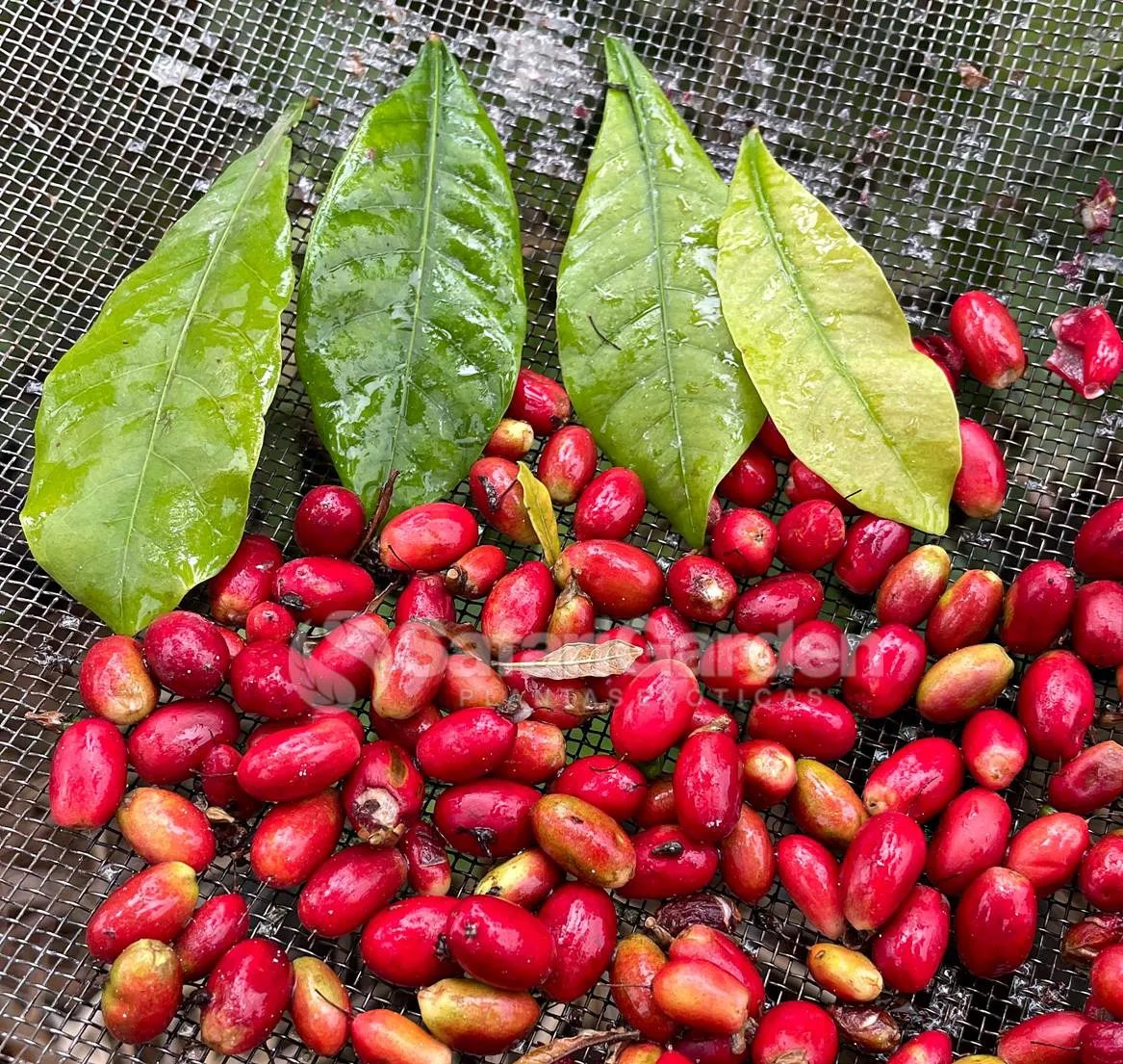 Você já ouviu falar na fruta-do-milagre? Descubra o poder surpreendente dessa fruta