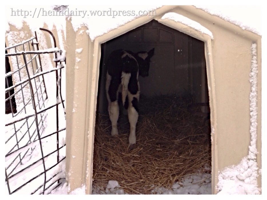 criação de bezerros em cabanas individuais