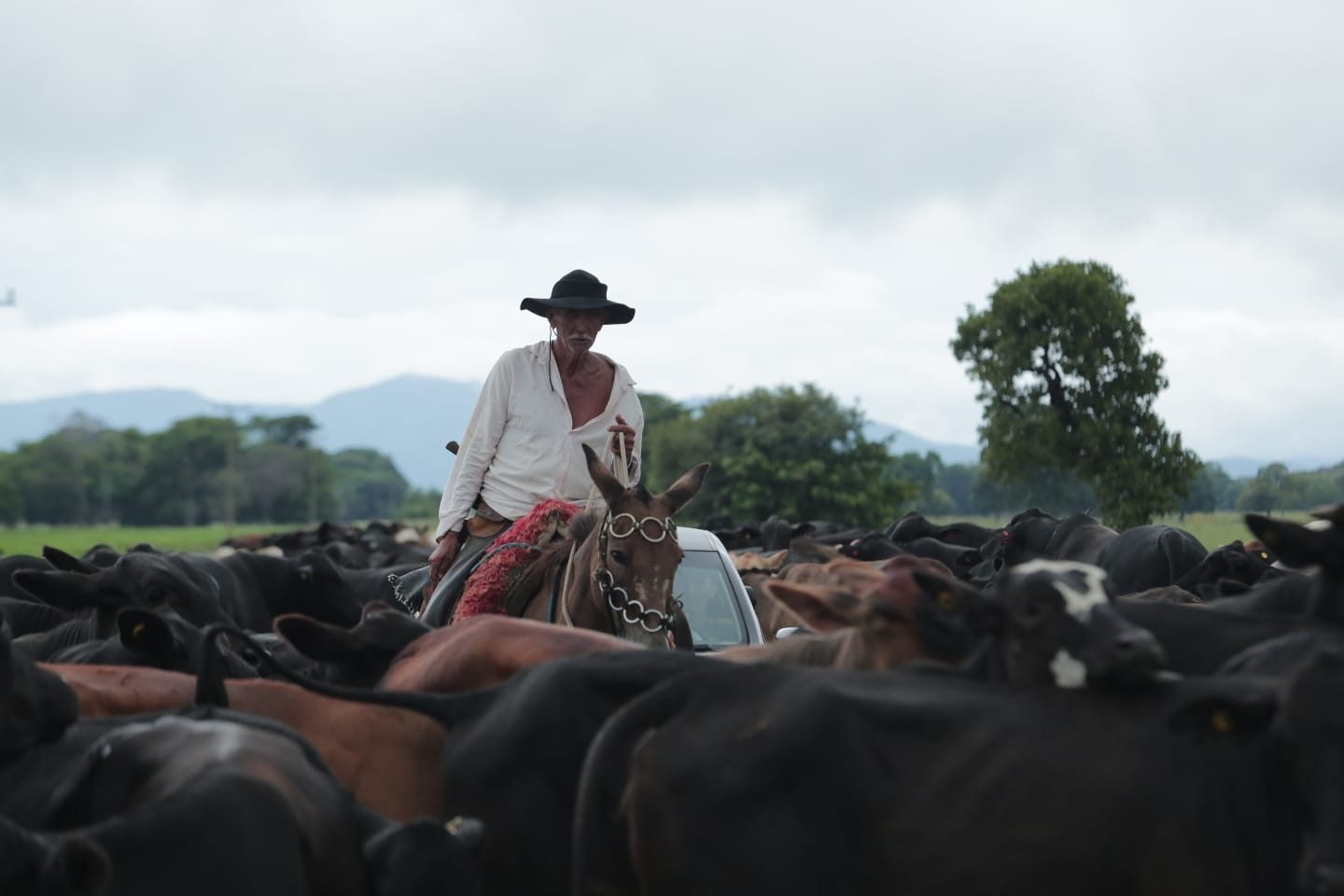 Raça da Europa cruza o Pa1.350 bovinos da raça Brangus cruza Pantanal em comitiva que deve durar 40 dias