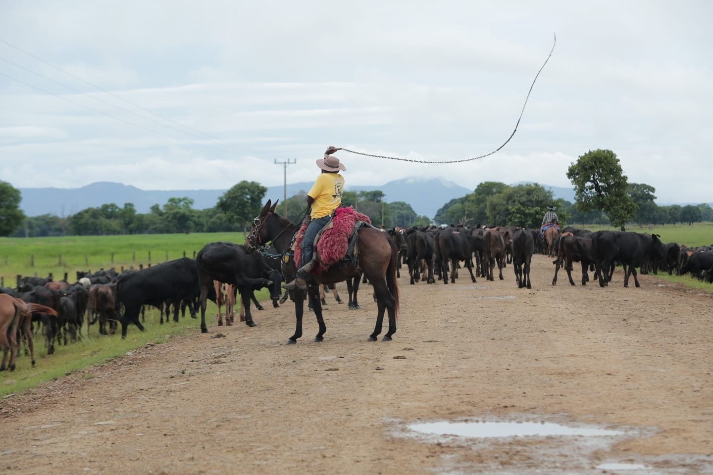 Raça da Europa cruza o Pa1.350 bovinos da raça Brangus cruza Pantanal em comitiva que deve durar 40 dias