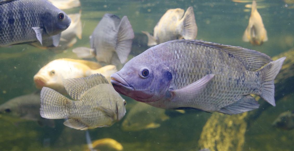 Rações inovadoras maximizam desempenho e potencializam imunidade dos peixes