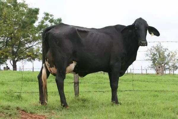 Cruzamento Indolando: tudo sobre essa gado mestiço de alta produção leiteira