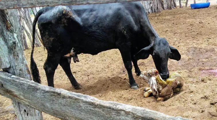 Vaca Indolando / Foto: Divulgação Leia mais em: https://www.comprerural.com/indolando-cruzamento-traz-maior-longevidade-e-rusticidade/