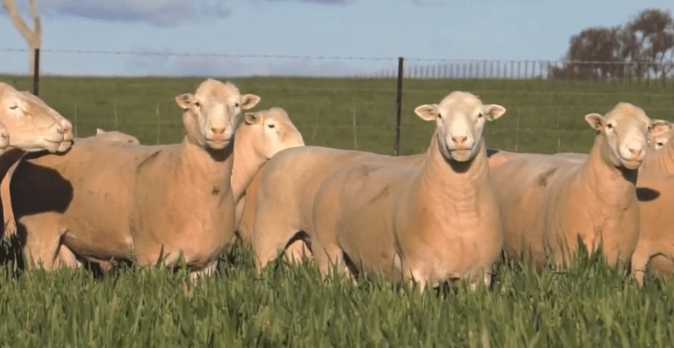 Conheça a raça ovina que conquista o título de "melhor carne do planeta"