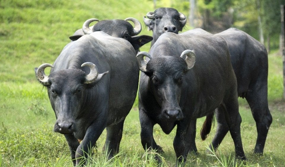 Murrah: Descubra o incrível potencial produtivo dos búfalos dessa raça