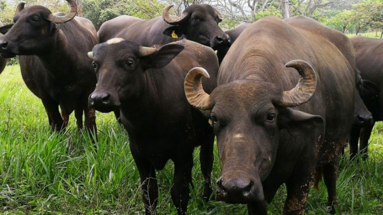 Murrah: Descubra o incrível potencial produtivo dos búfalos dessa raça