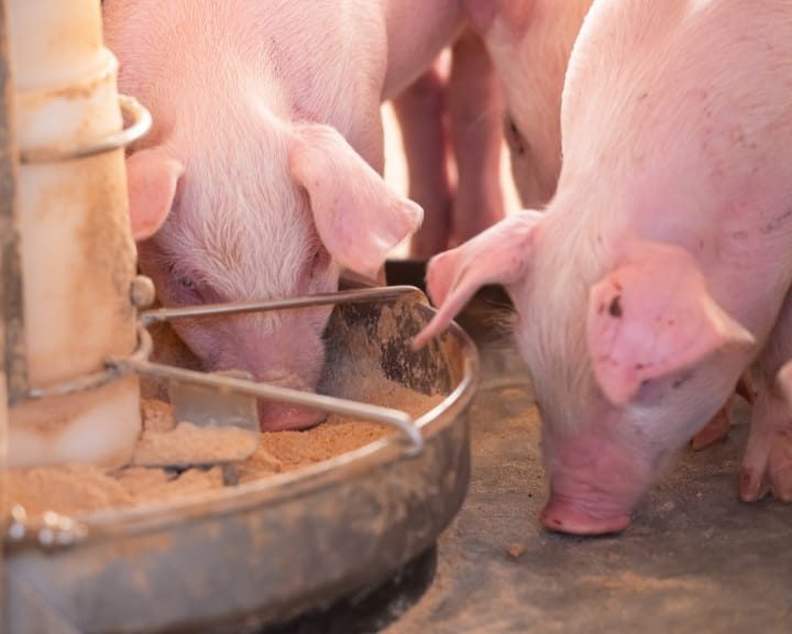 O uso de enzimas na melhoria da absorção e aproveitamento dos nutrientes na alimentação de suínos