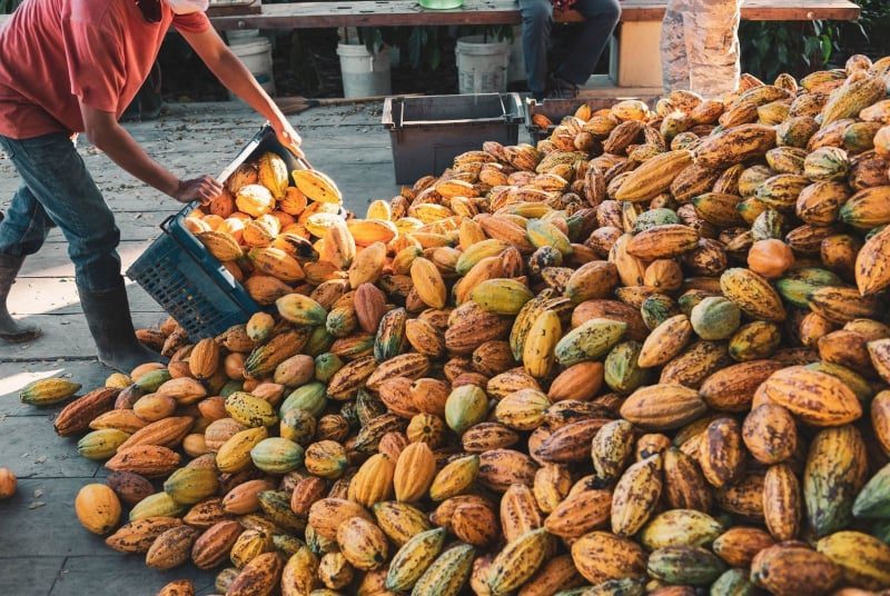 Clima segue como fator-chave, mas produção fora da África impulsiona recuperação do mercado global de cacau