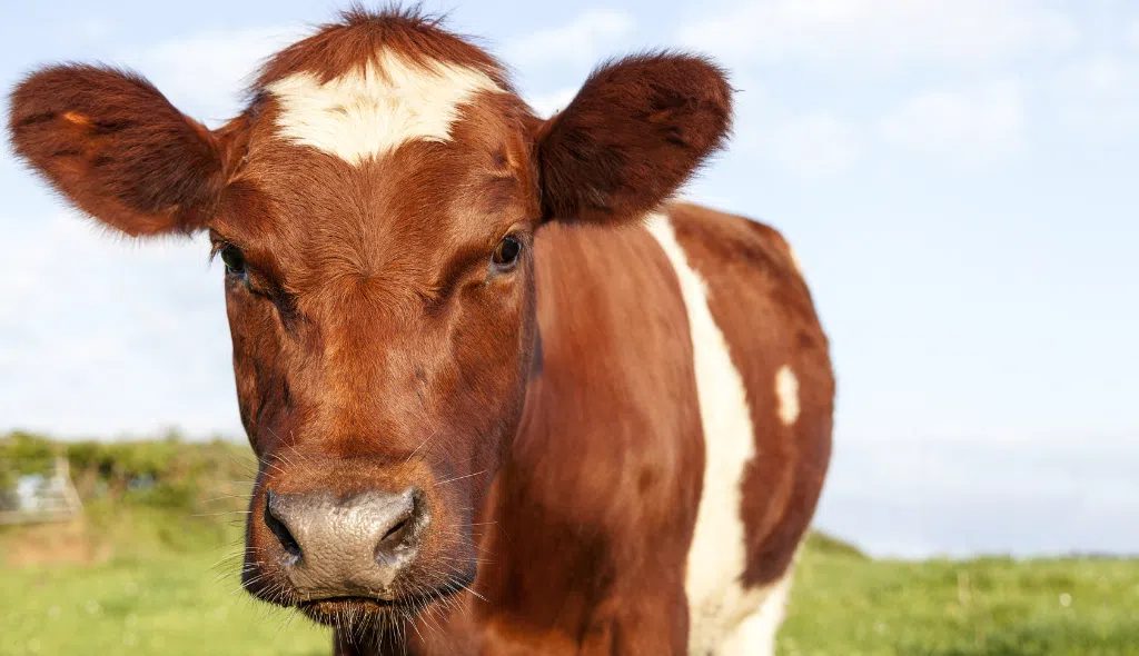 Descubra o gado Ayrshire, a tradicional raça leiteira da Escócia