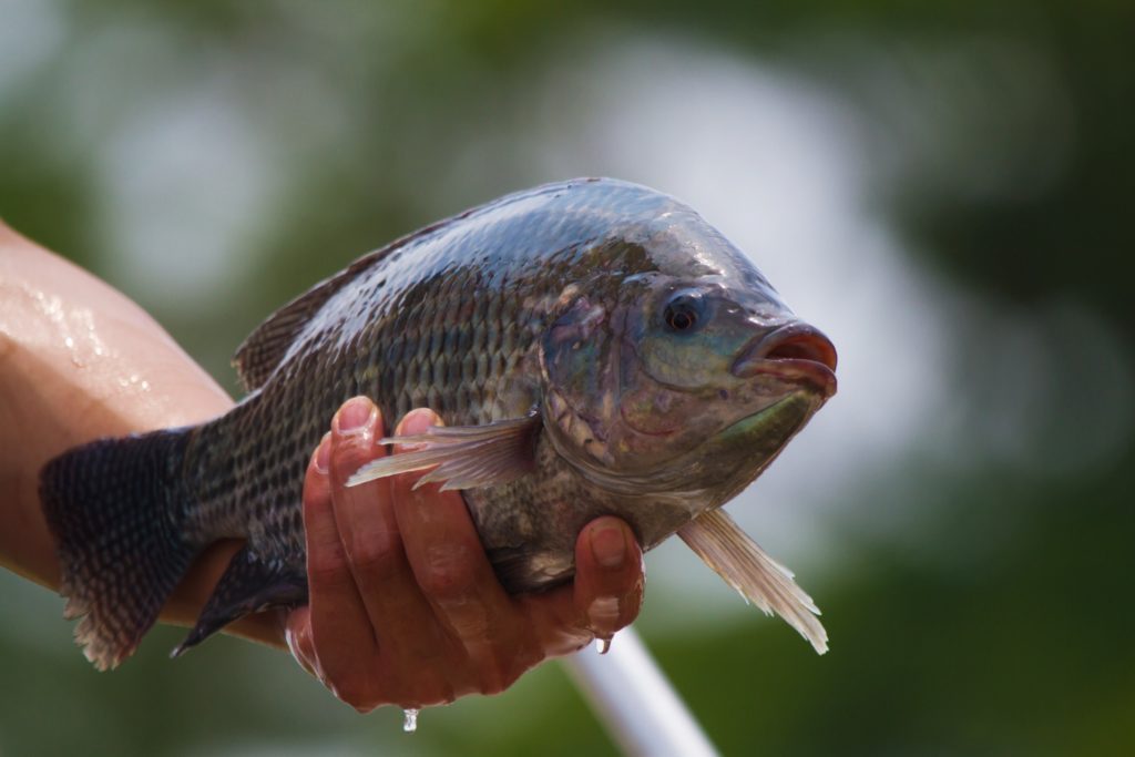 Os peixes mais cultivados no Brasil: quais são eles?