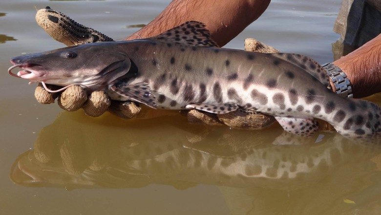 Os peixes mais cultivados no Brasil: quais são eles?