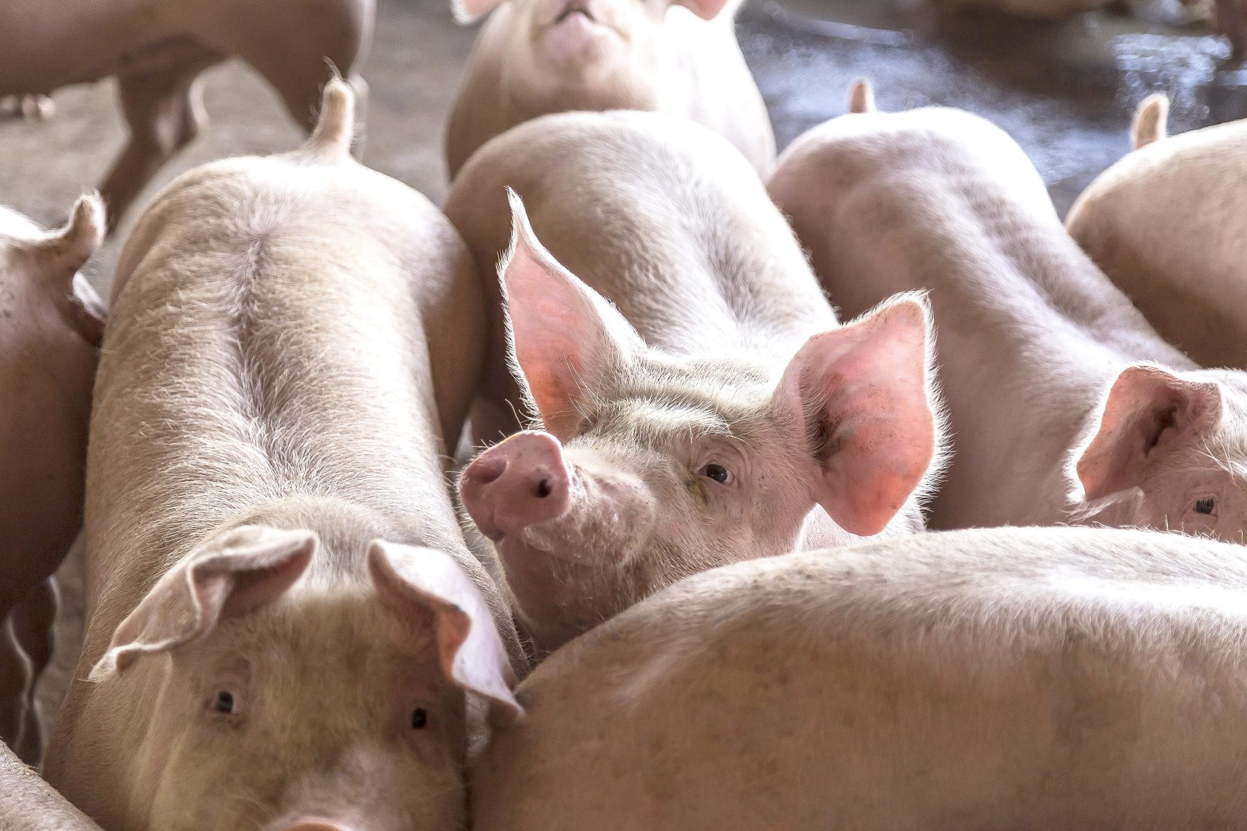 Suínos brasileiros de elite